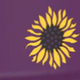  Lila mit Sonnenblumen